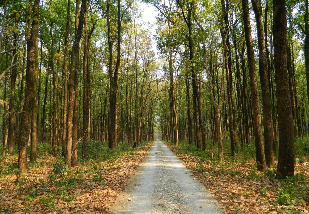 lakeview-lataguri-is